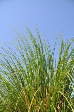Reeds in summer clipart