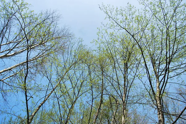 Nackte Bäume — Stockfoto