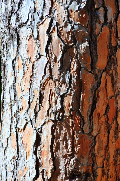 アブストラクト木肌樹皮 — ストック写真