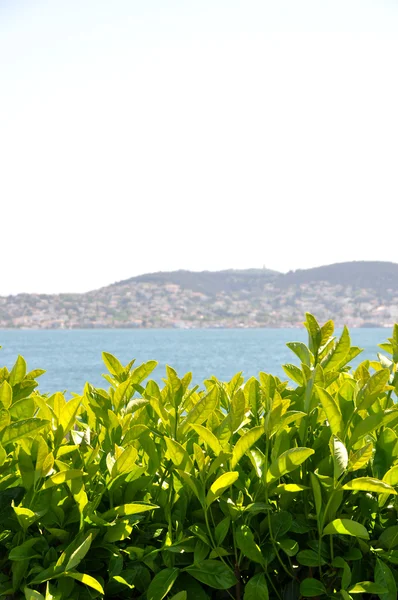 stock image Green leaf