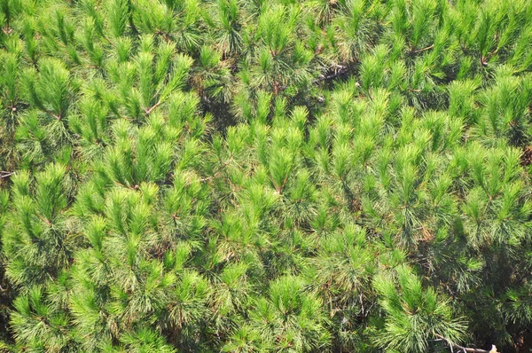 Árbol de pino —  Fotos de Stock