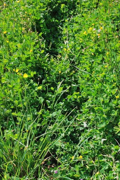 草の質感 — ストック写真