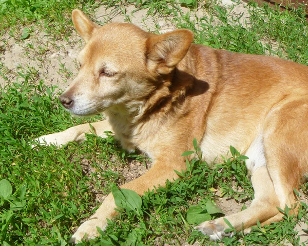 Herb kızıl köpek aittir — Stok fotoğraf