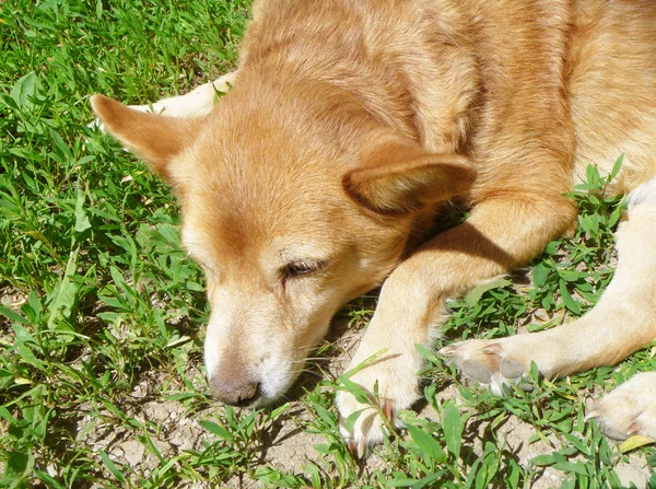 Κοκκινομάλλα σκυλί πρωτοαντικρίζει βότανο Φωτογραφία Αρχείου