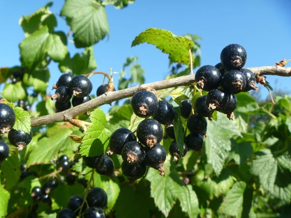Siyah frenk üzümü Şubesi — Stok fotoğraf