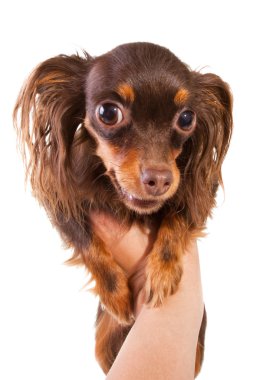 oyuncak terrier doğurmak köpek izole beyaz