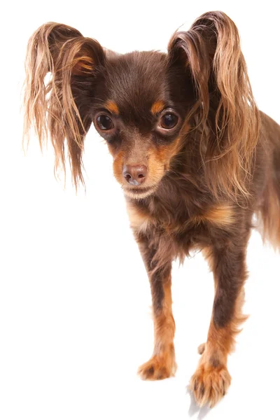 Long-haired toy terrier on isolated white — Stock Photo, Image