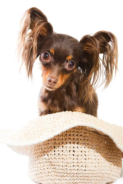 Long-haired toy terrier sitting in straw hat on isolated white — Stock Photo, Image