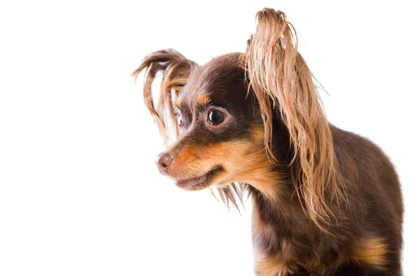 Portrait of long-haired toy terrier on isolated white — Stock Photo, Image
