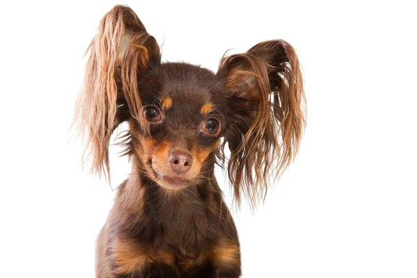 Ritratto di terrier giocattolo dai capelli lunghi su bianco isolato — Foto Stock