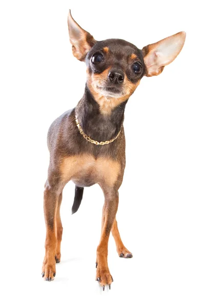 Short-haired toy terrier on isolated white — Stock Photo, Image