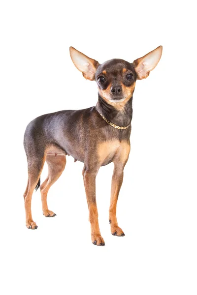 Short-haired toy terrier on isolated white — Stock Photo, Image