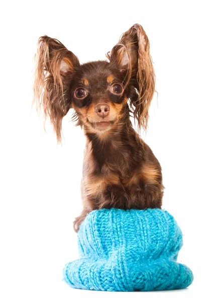 Long-haired toy terrier sitting in turquoise knitted hat on isolated white — Stock Photo, Image