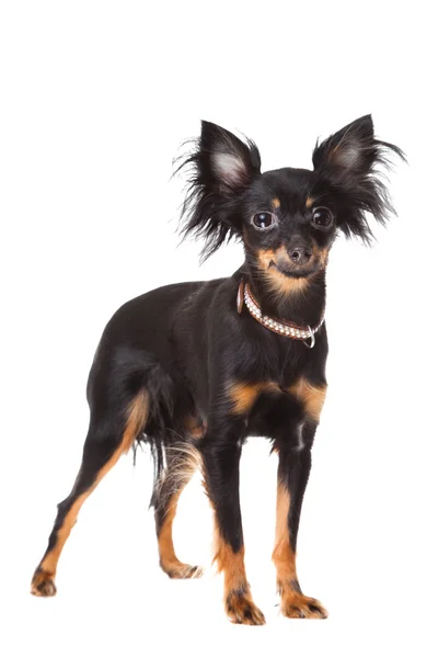 Long-haired toy terrier on isolated white — Stock Photo, Image