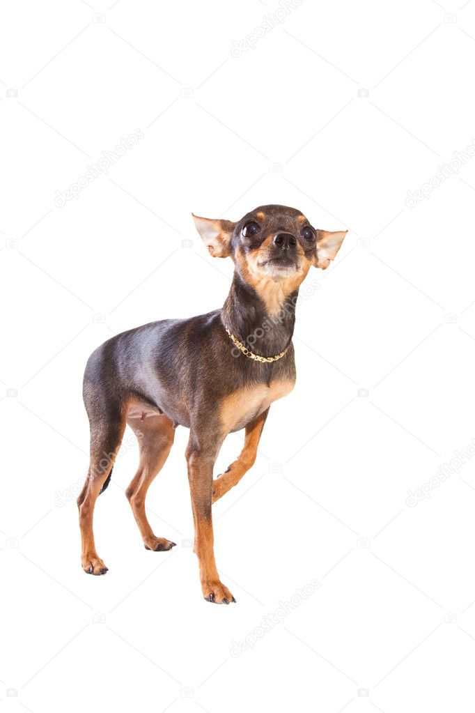 Short Haired Toy Terrier On Isolated White Stock Photo C Tanitue