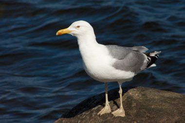 White sea gull resting on stone clipart