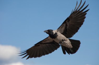 Big grey crow flying in the blue sky clipart
