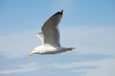 White sea gull flying in the blue sunny sky clipart