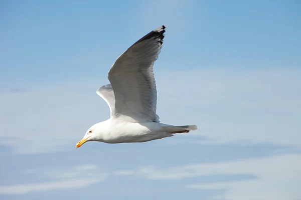 Bílé moře Racek létání v modré slunečné nebe — Stock fotografie