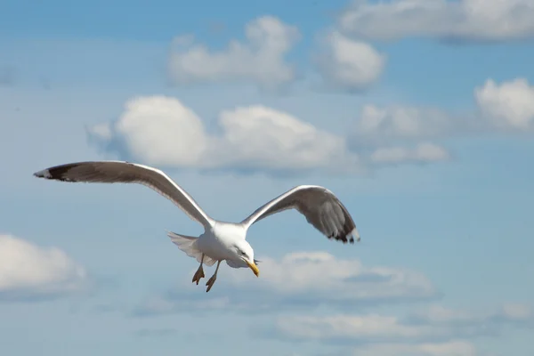 Gaviota blanca volando en el cielo azul soleado — Foto de Stock