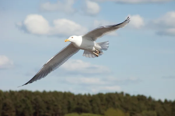 Mouette blanche volant dans le ciel bleu ensoleillé — Photo