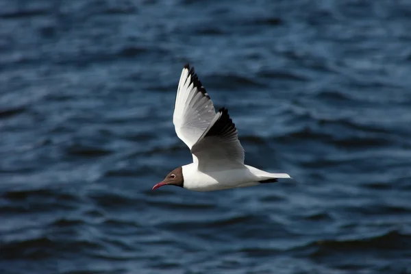 Белая морская чайка летит в голубом солнечном небе — стоковое фото