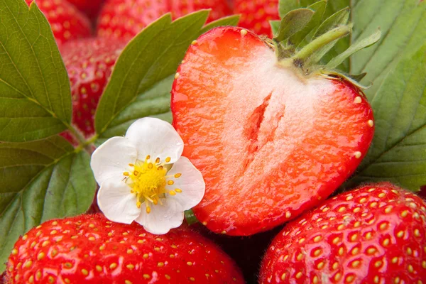 Muchas fresas rojas maduras con flor — Foto de Stock