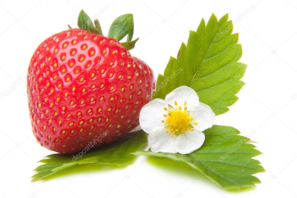 Fresh strawberry with flower on isolated white