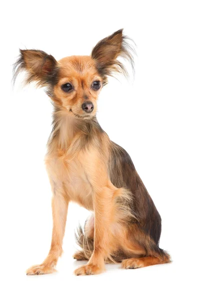 Russian long-haired toys terrier on isolated white — Stok Foto