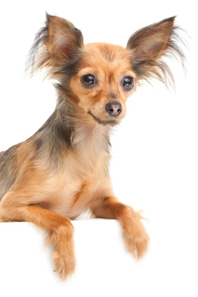 Russian long-haired toy terrier on isolated white — Stock Photo, Image