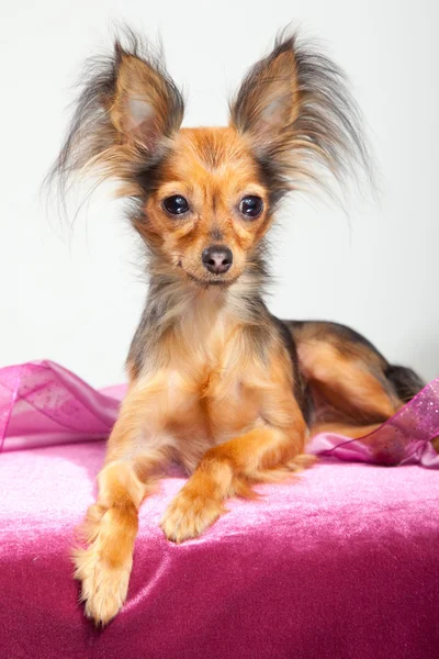 Terrier giocattolo russo dai capelli lunghi su cuscino rosa — Foto Stock