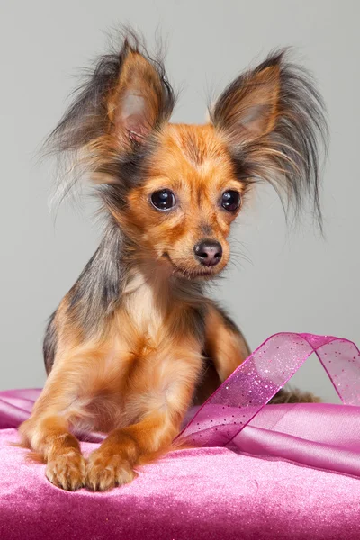 Russian long-haired toy terrier on pink pillow — Stock Photo, Image