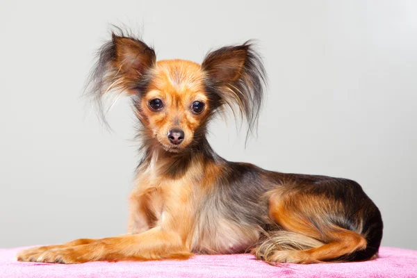 Ryska långhåriga toy terrier på rosa kudde — Stockfoto
