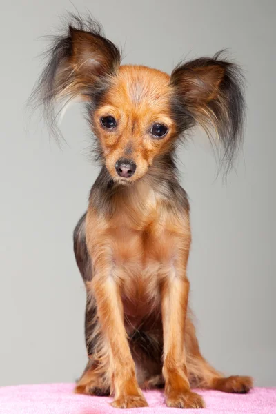 Terrier giocattolo russo dai capelli lunghi su cuscino rosa — Foto Stock