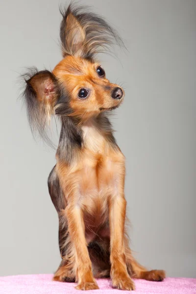 Terrier de brinquedo de cabelos longos russo em travesseiro rosa — Fotografia de Stock
