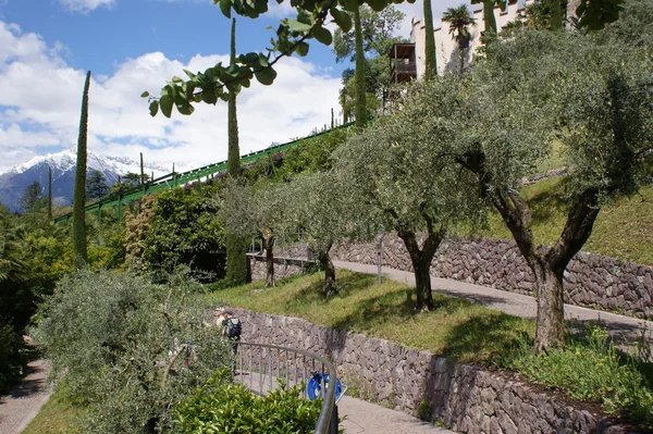 Стародавні оливкових дерев Ліцензійні Стокові Фото