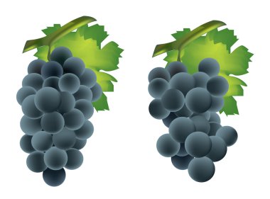 Fresh grape cluster with green leafs clipart