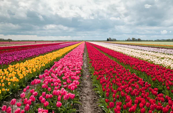 Campo de tulipas rosa, vermelho e laranja — Fotografia de Stock
