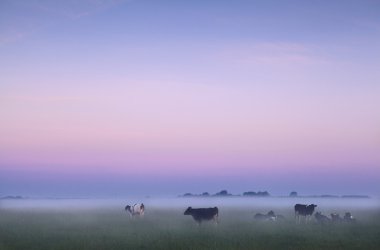 Dutch pasture in fog at sunrise clipart