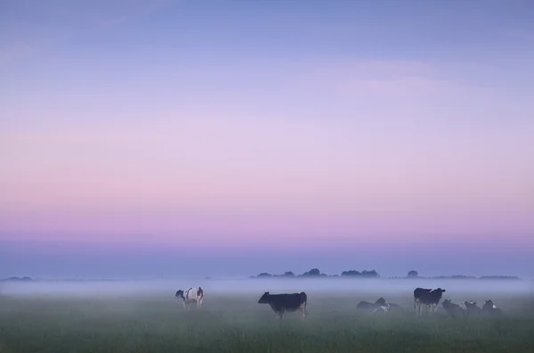 Pastos holandeses en la niebla al amanecer —  Fotos de Stock