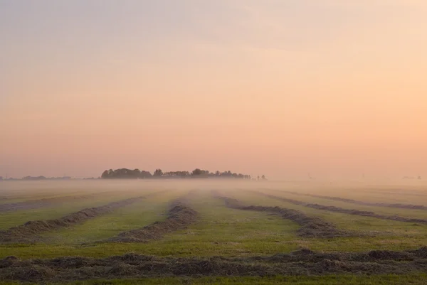 Vidrio segado en pasto holandés — Foto de Stock
