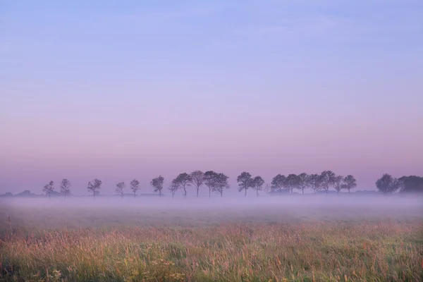 Nederlandse grasland bij zonsopgang — Stockfoto