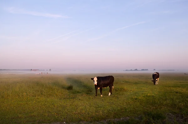 Vacas na pastoral holandesa — Fotografia de Stock