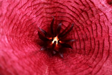 stapelia mor çiçek