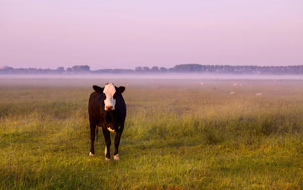 Чёрно-белая корова на пастбище — стоковое фото