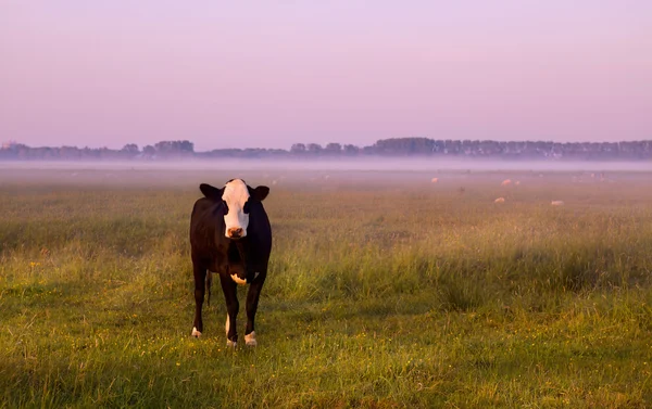 Musta ja valkoinen lehmä laitumella — kuvapankkivalokuva