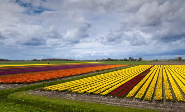 Цветное поле с тюльпанами — стоковое фото