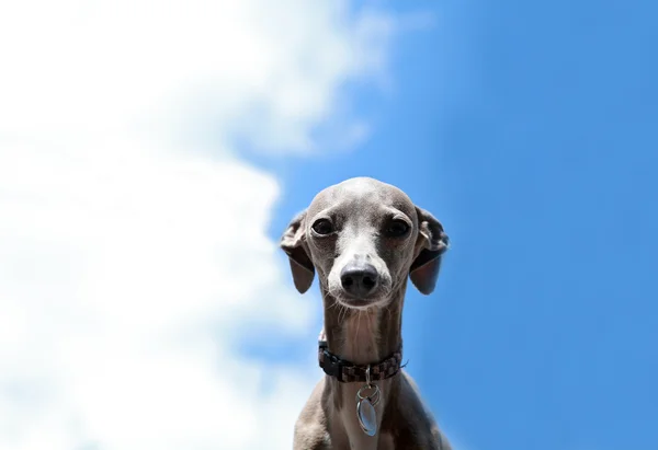 Cão-cinzento italiano — Fotografia de Stock