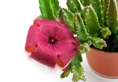 Stapelia flower clipart