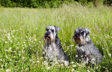 Two schnauzers outdoor clipart